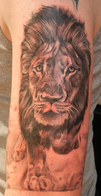 肩部棕色逼真的狮子头纹身图片